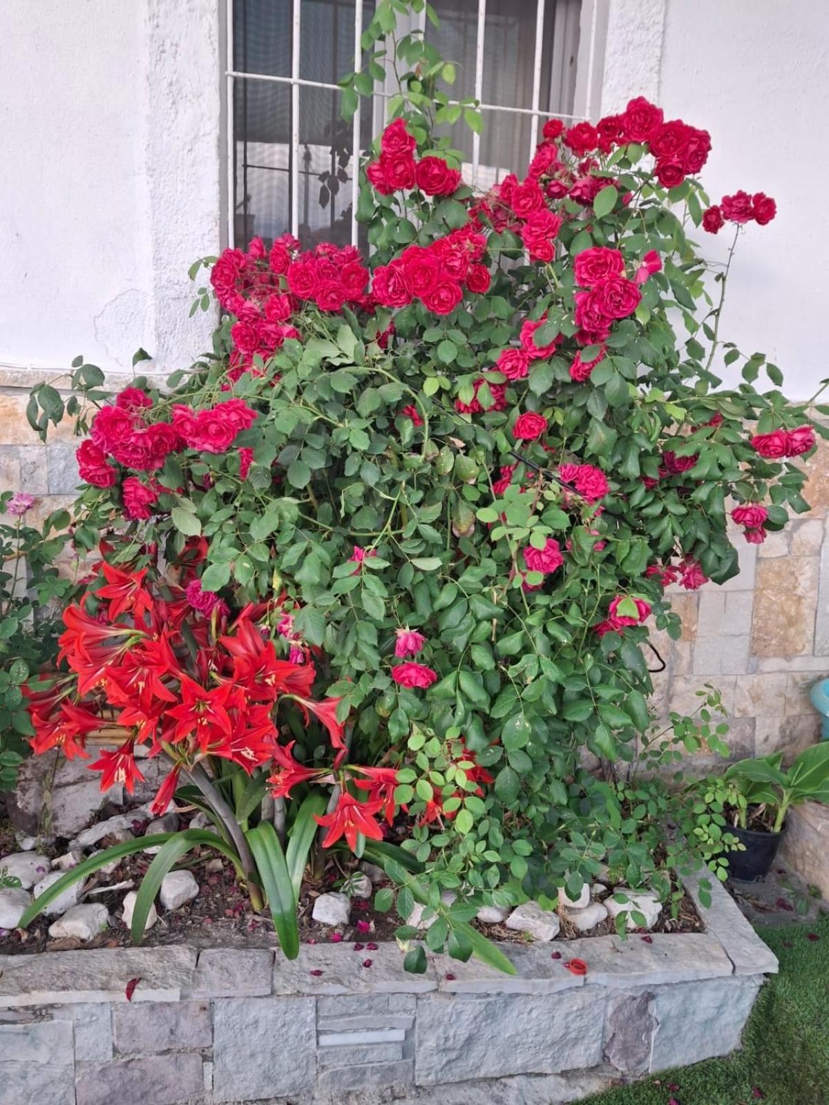 Aleko Guest House Gjirokastra Zewnętrze zdjęcie